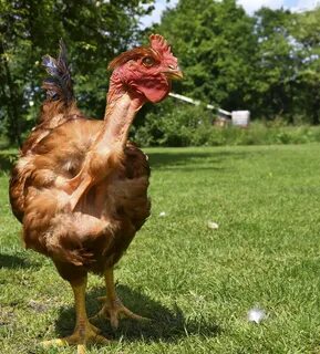 Испанка курица