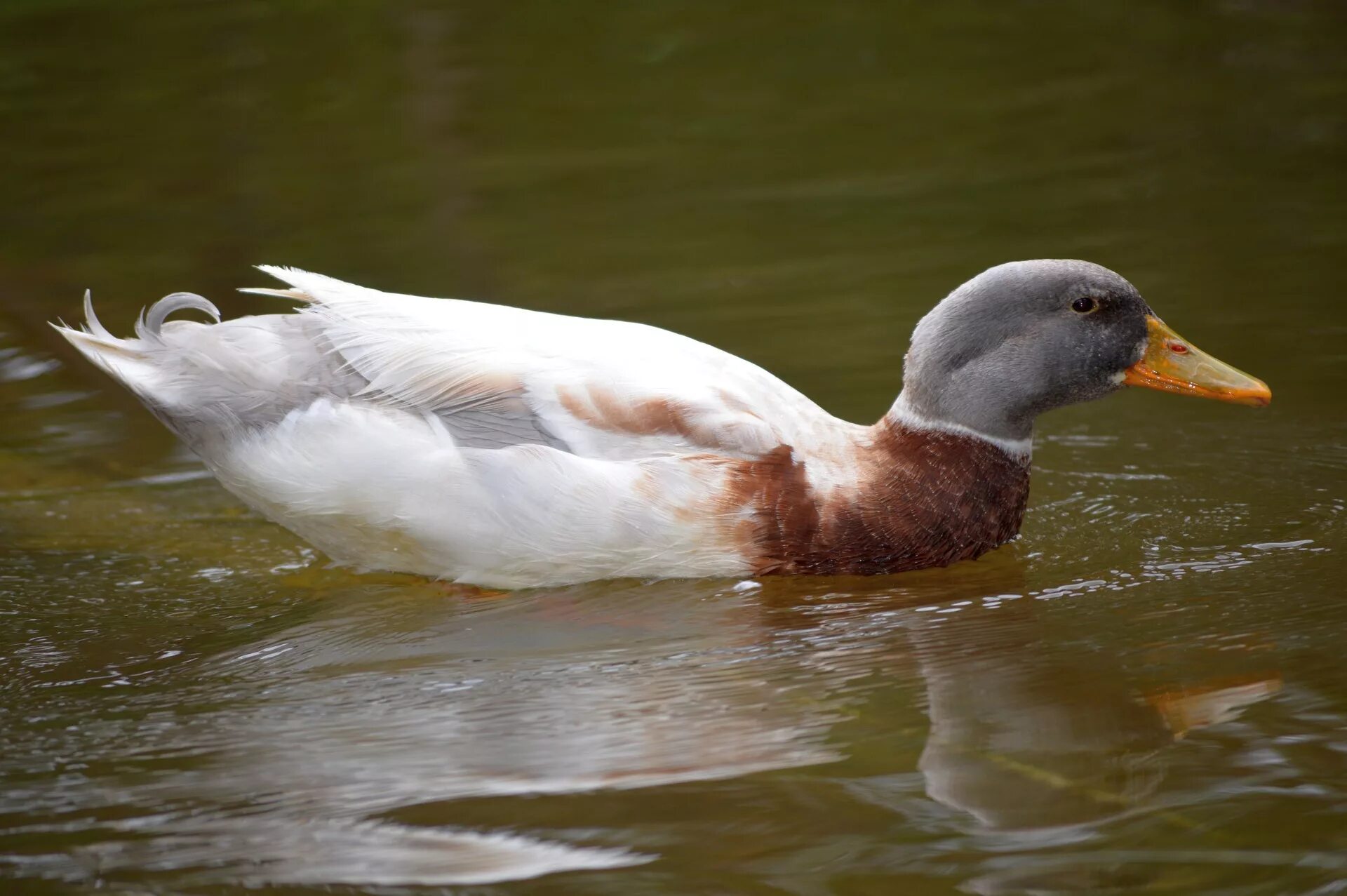 Duck com. Утка кряква белая. Утка водоплавающая птица кряква. Породы уток кряква. Дикий селезень белая утка.