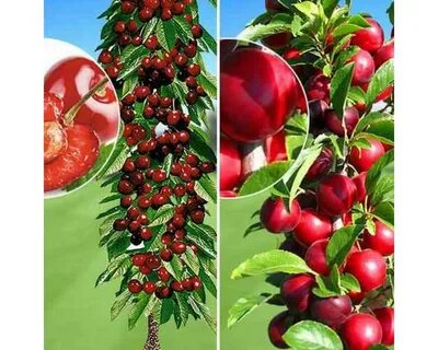 Лучшие колоновидные вишни