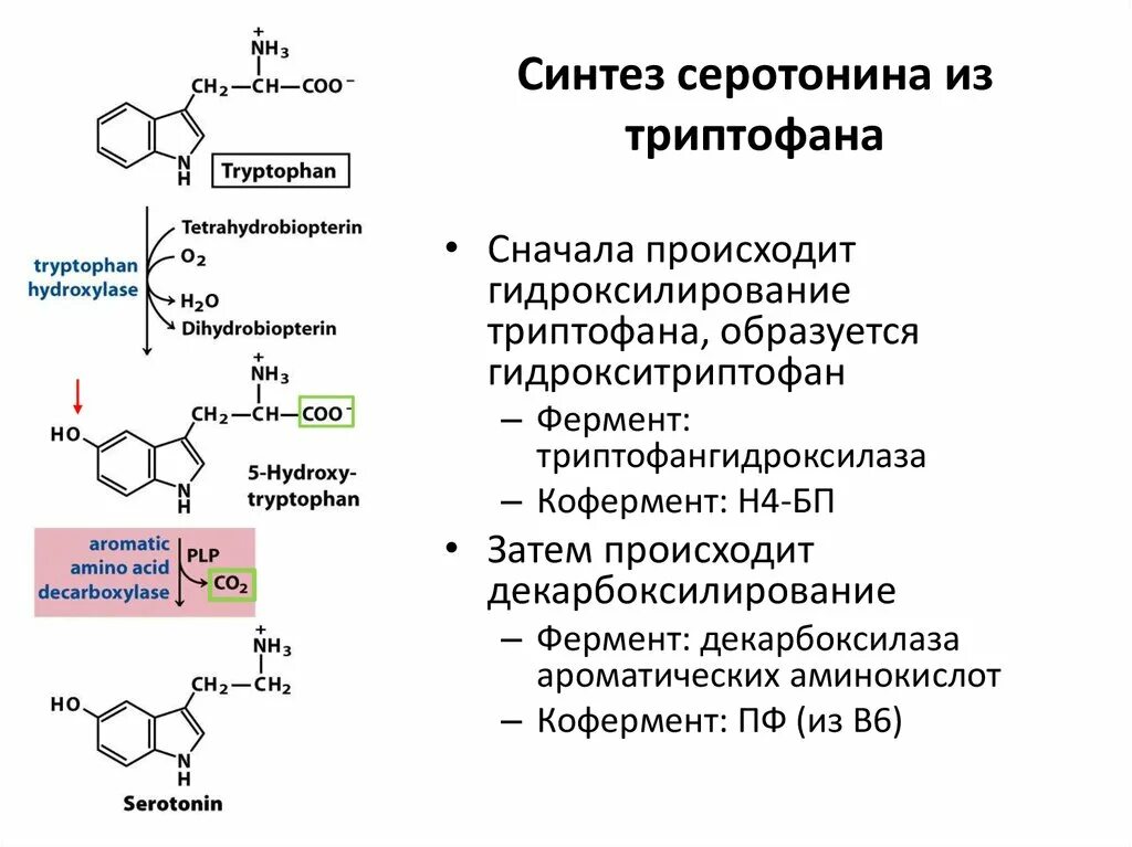 Схема синтеза серотонина из триптофана. Синтез серотонина из триптофана. Синтез серотонина биохимия схема. Синтез дофамина из триптофана.