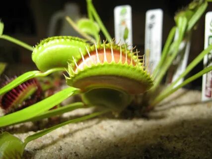 venus flytrap.