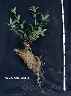 Корневая система жимолости