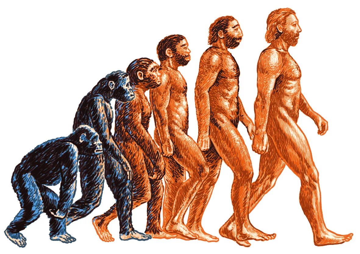 Жизни путем эволюции. Чарльз Дарвин теория эволюции человека. Хомо сапиенс Эволюция. Чарльз Дарвин происхождение человека. Теория Дарвина о эволюции человека.