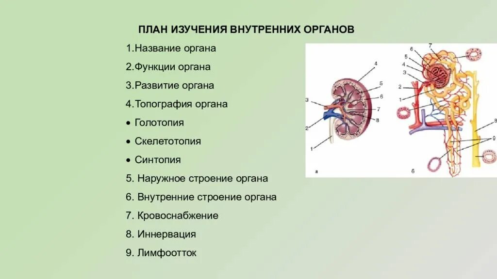 План описания органа. План описания Орана анатомия. План описания органа анатомия. План изучения внутренних органов.