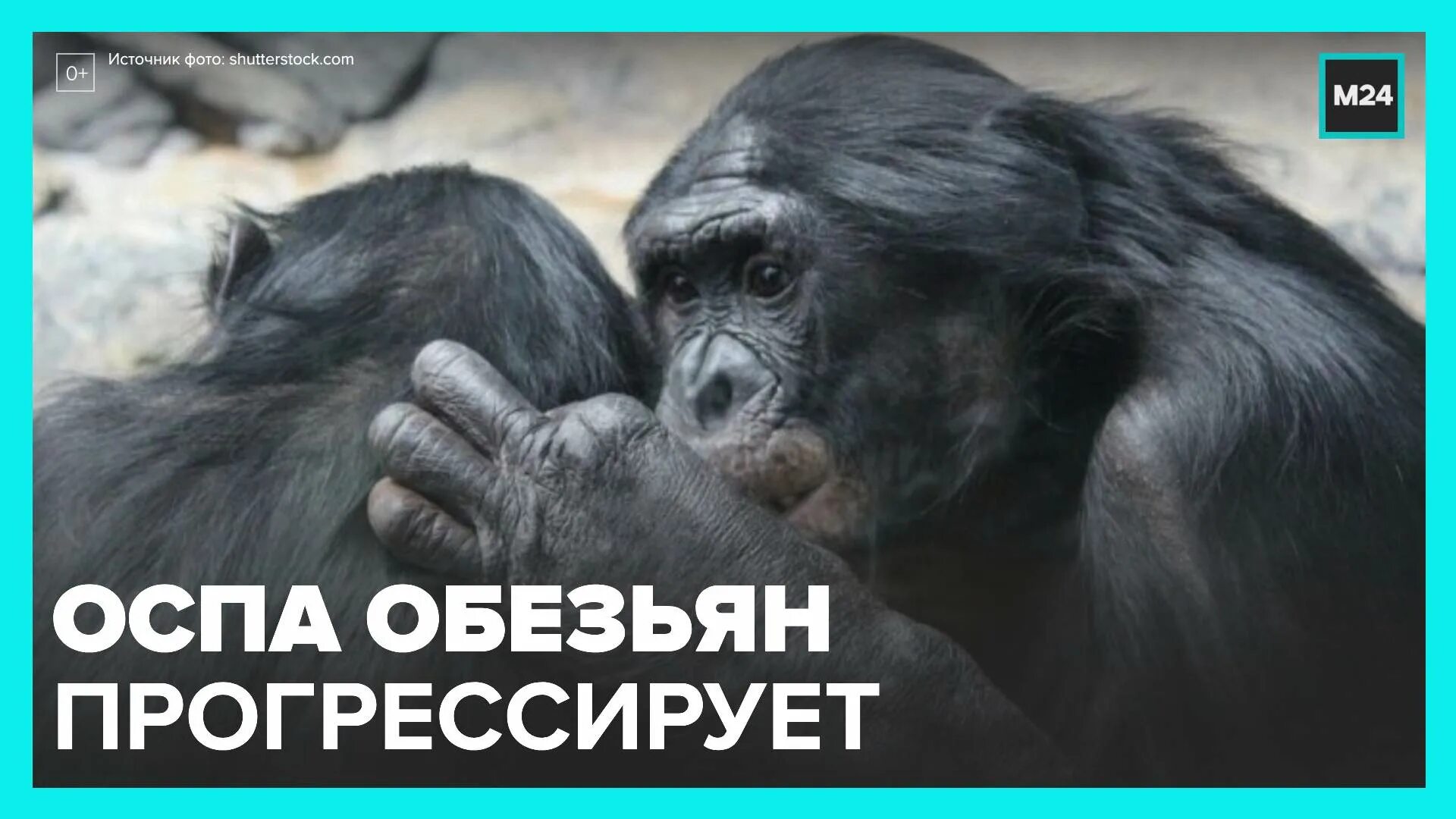 Обезьяная оспа как передается