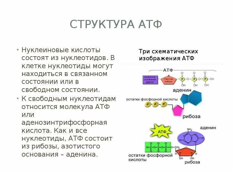 АТФ строение и функции. Функции АТФ биология. АТФ: строение, функции, Синтез. Структура полинуклеотидных цепей АТФ.