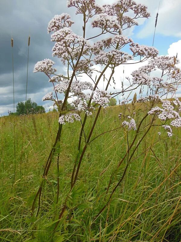 Валерьянка трава. Валериана обыкновенная. Валериана. (Valeriana officinalis). Валериана двудомная. Валериана дикорастущая.