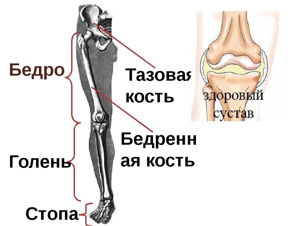 Голень у человека. Где находится голень. Бедро человека. Строение голени человека. Кончилось на ноги