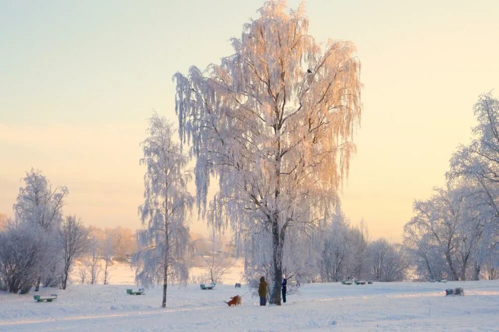 Русские березы в снегу. Березы зимой в городе. Береза в снегу на заре. Береза зимой на заре. Заря зимой береза.