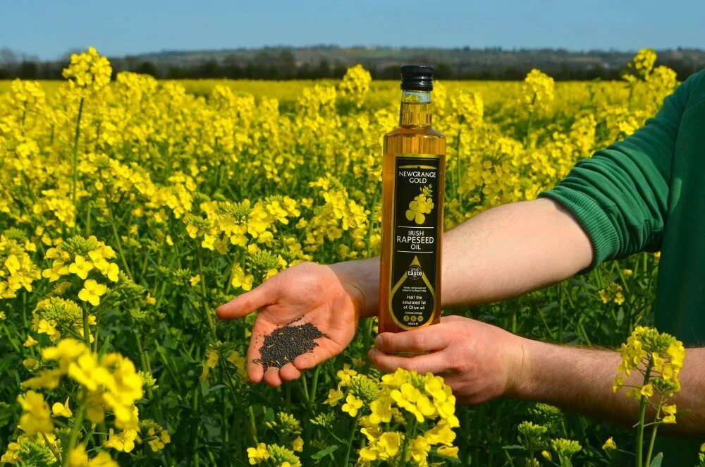 Рапсовое масло молоко. Шведское рапсовое масло. rapeseed oil. рапсовое масло omega. масло рапсовое сила природы.