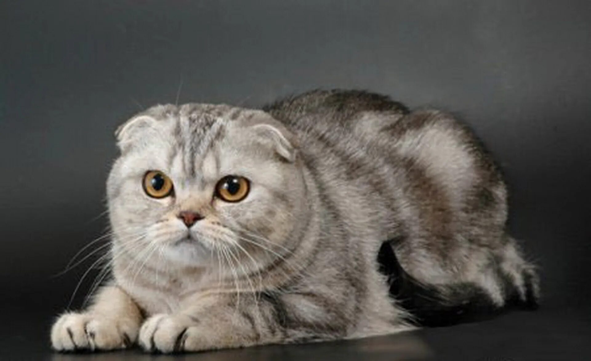 Скоттиш-фолд Шотландская. Шотландский вислоухий кот скоттиш фолд. Шотландская кошка скоттиш фолд. Порода скоттиш вислоухая Шотландская. Фото вислоухой породы