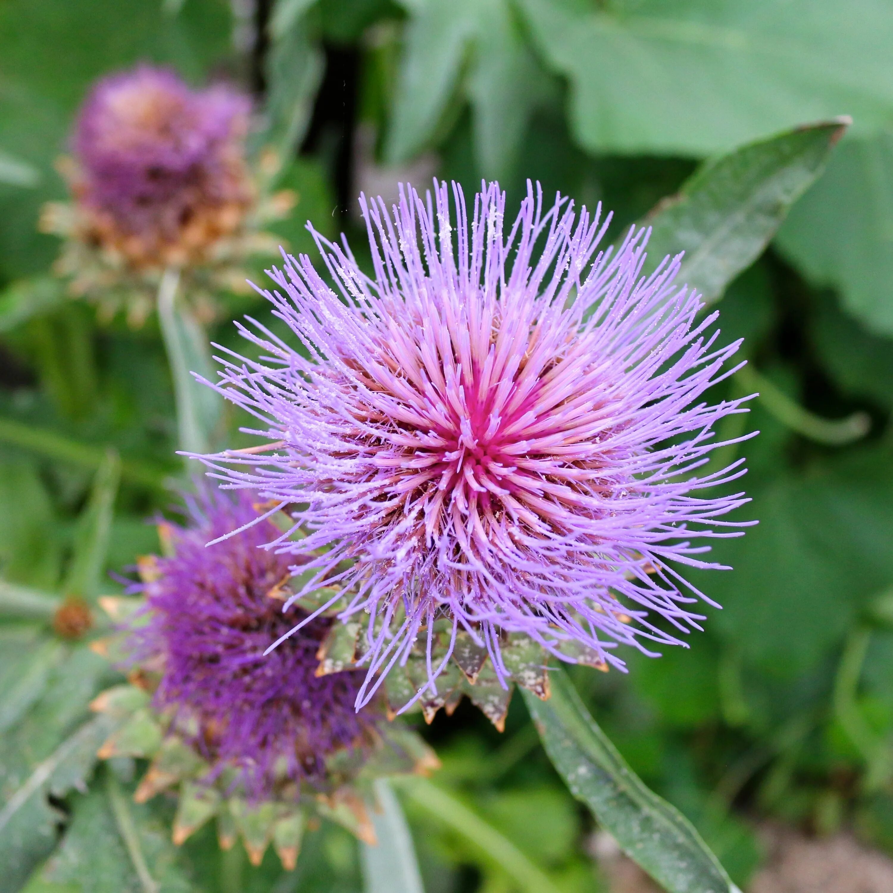 Scotland plants. Чертополох. Чертополох Шотландия. Чертополох Цветущий Шотландия. Розовый чертополох.