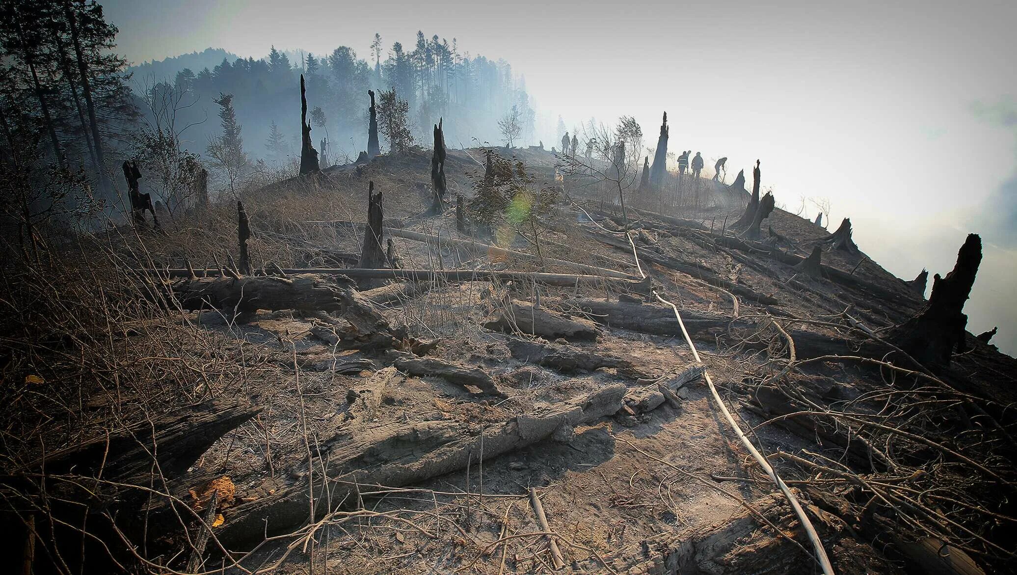 Гибнущие земли horizon. Выжженная земля. Лес после пожара. Выжженная земля после пожара. Земля после пожара в лесу.