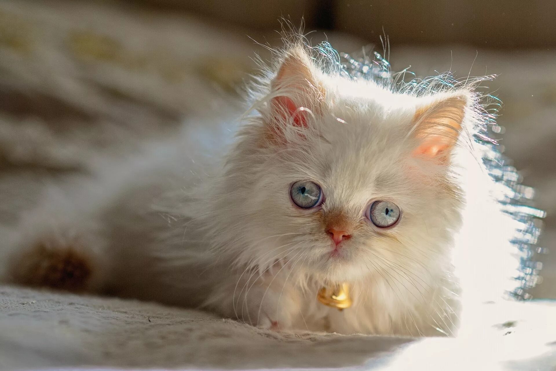 Гималайская кошка белая. Красная Персидская кошка. Пушистые котята. Красивые котята.