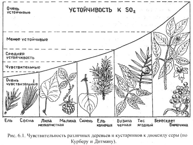 Деревья устойчивые к загрязнению воздуха. Устойчивость растений. устойчивость растений к тяжелым металлам. методы оценки устойчивости растений. деревья устойчивые к загрязнению.