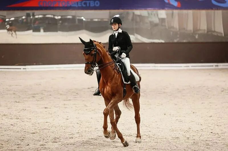 кск сокольники. кск сокорос конюшня. кск сокорос сокольники. бочкарев кск сокольники. кск урожай.