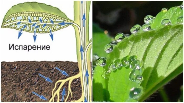 Транспирацию испарение воды. Испарение воды растениями транспирация. Кутикулярная транспирация. Транспирация у растений. Испарение влаги листьями растений.