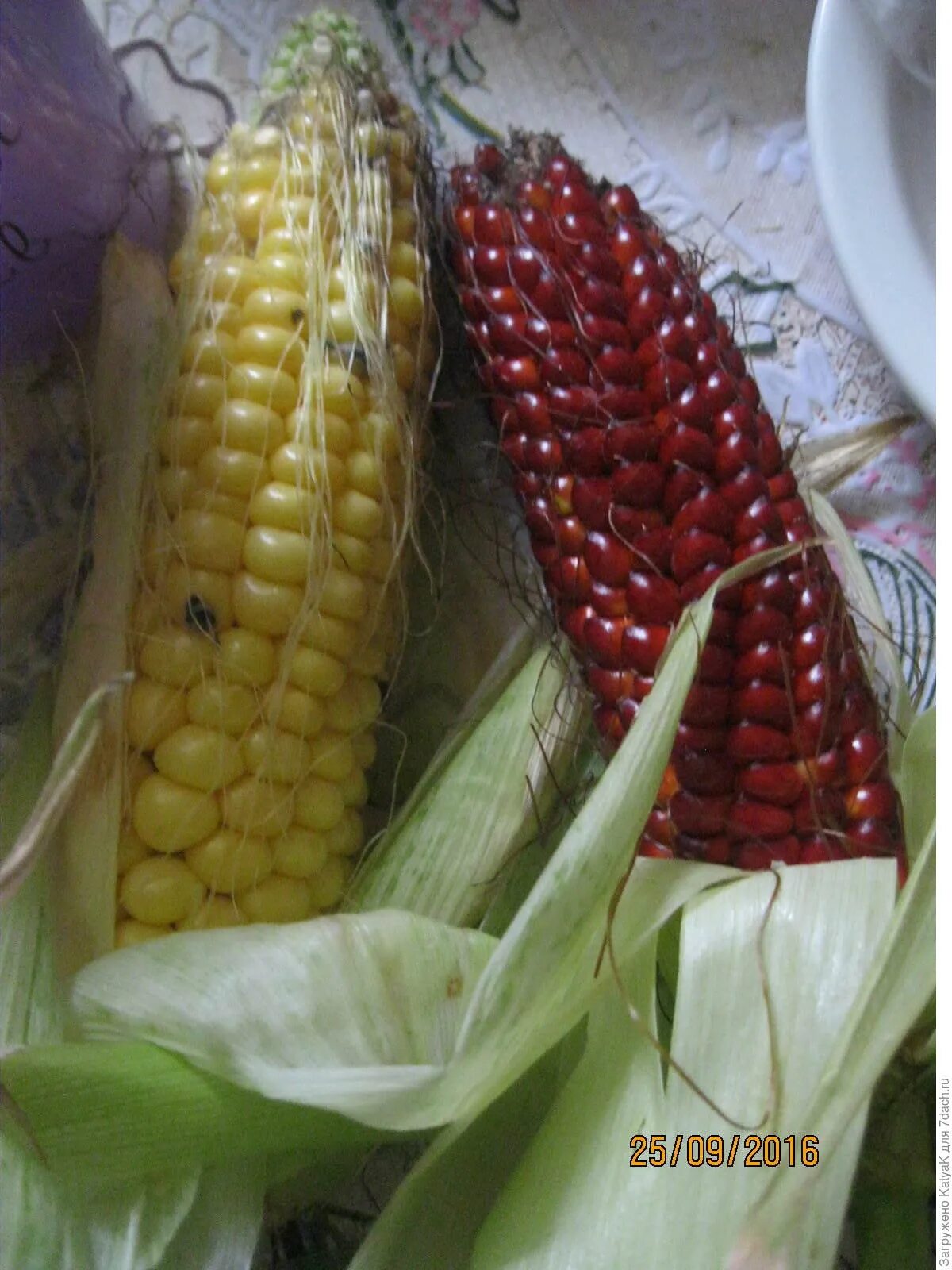 Кукуруза ответ. Завязь кукурузы. Кукурузное поле. Кукуруза ответ. Болезни кукурузы.