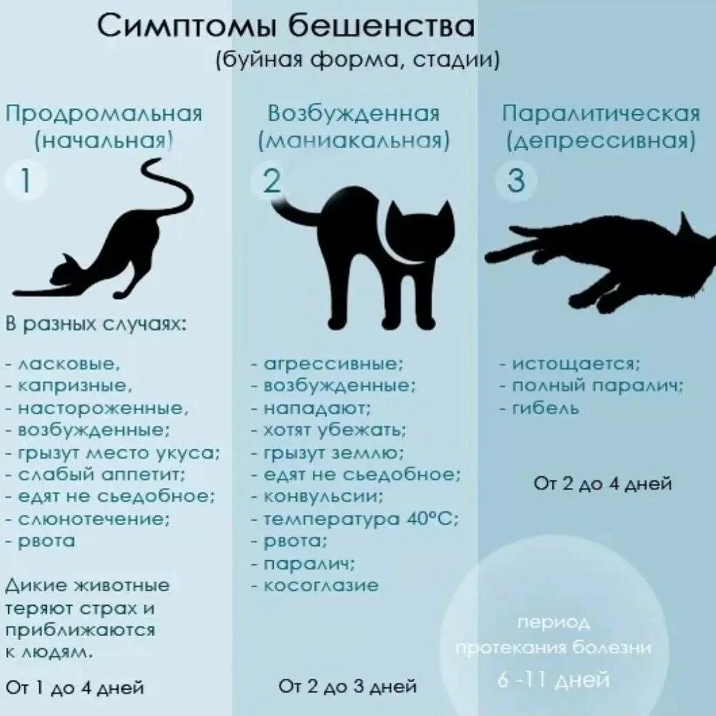 Бешенство у кошек симптомы. Симптомы бешенства у кота. Бешенство у кошки признаки и симптомы
