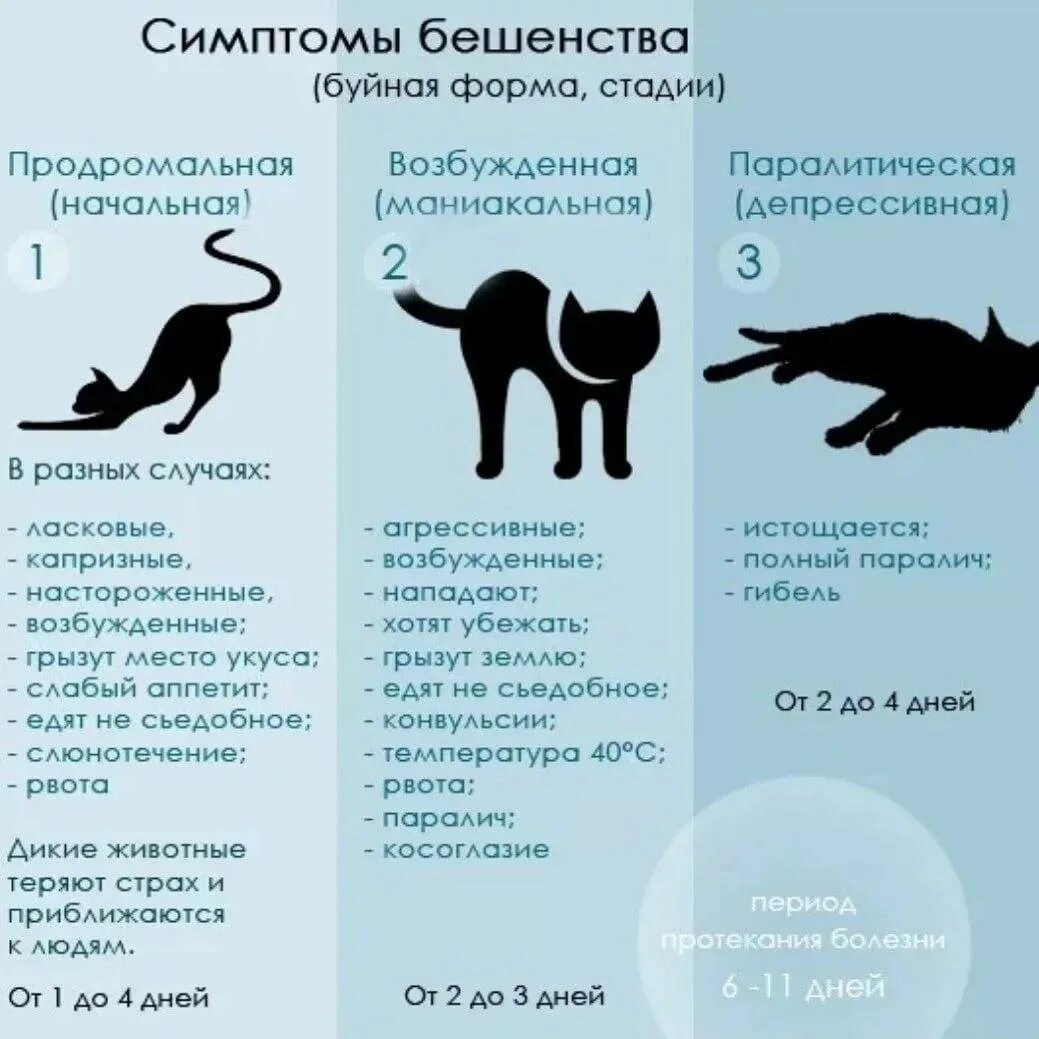 Как действовать кошку. Как определить бешенство у кота. Симптомы при бешенстве у кота. Признаки бешенства у кошек симптомы. Кошачье бешенство симптомы.