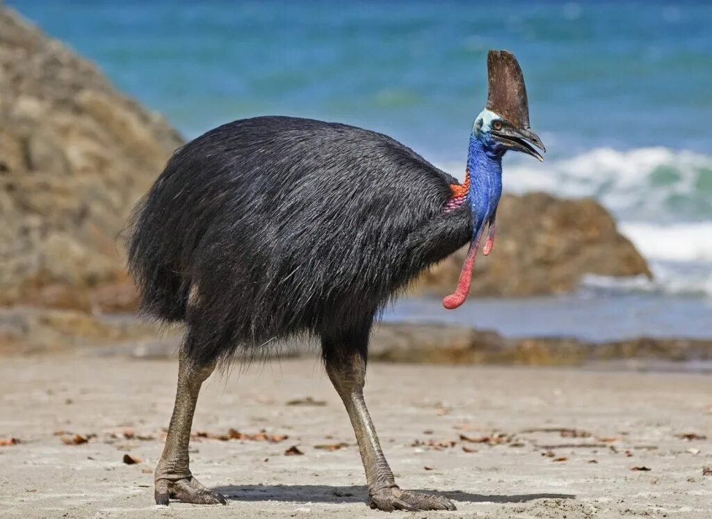 крупная птица 6. шлемоносный казуар. большой орёл беркут. пеликан мешконос птица. андский кондор.