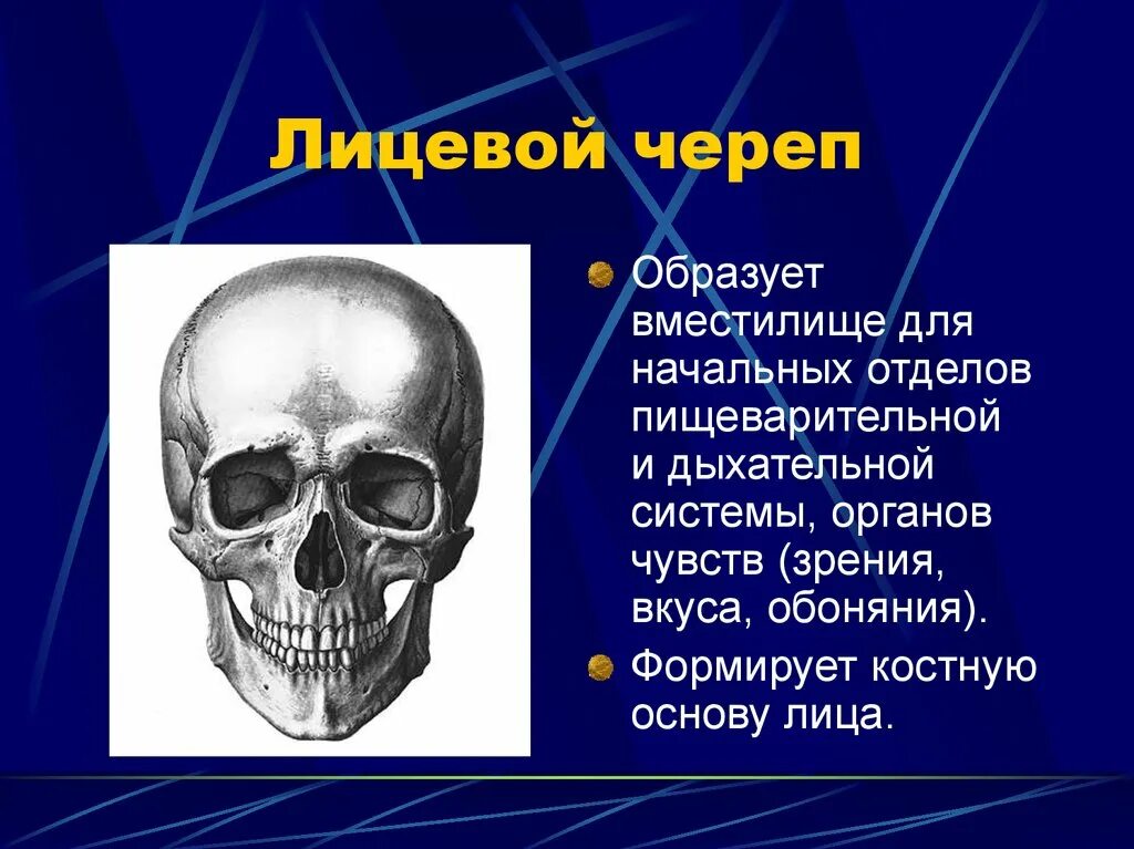 Скелет головы особенности. Функции лицевого отдела черепа. Кости лицевого отдела черепа. Лицевой череп. Функции костей лицевого отдела черепа.