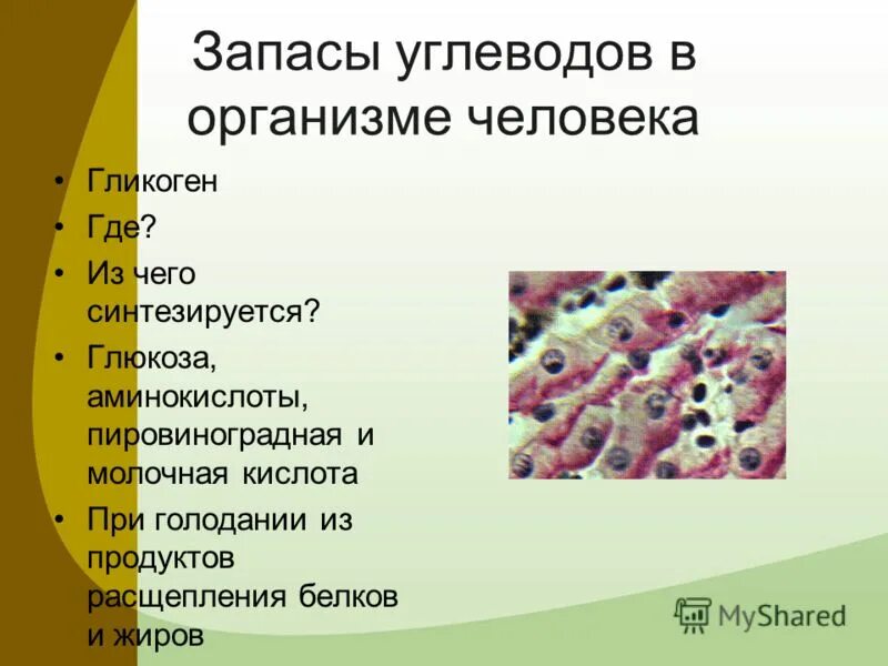 Гликоген выполняет функцию. Запасы углеводов в организме человека. гликоген в организме человека. гликоген функции в организме. гликоген в теле человека.