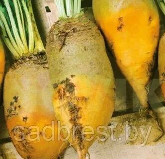 Кормовая свекла для кур
