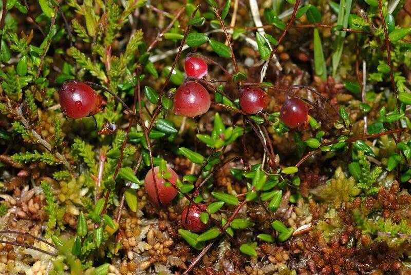 Клюква болотная описание. Клюква мелкоплодная. Клюква мелкоплодная (Vaccinium microcarpum). Клюква мелкоплодная красная книга. Клюква Болотная ягода.