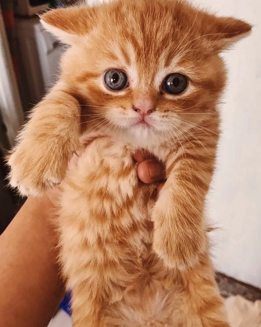 Отправь фото котиков