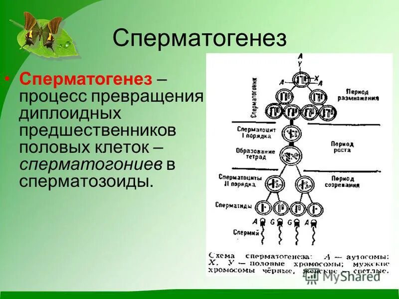 предшественники половых клеток