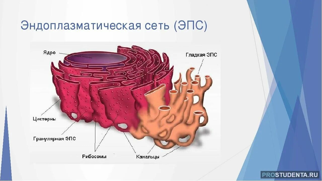 Эндоплазматическая сеть (ЭПС). Шероховатая ЭПС строение.