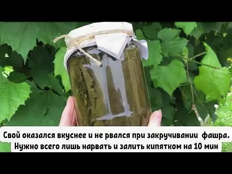 Виноградные листья курам. Можно ли виноградные листья курам.