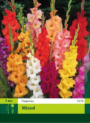 Гладиолус микс. Гладиолус Биг тайм. Гладиолус микс Дварф Gladiolus Mix Dwarf. Мэджик смесь Гладиолус. ПЕТРОФЛОРА Гладиолус Гельветия 8/10 (10) св.