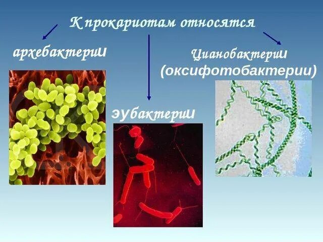 Бактерии примеры 7. Бактерии цианобактерии архебактерии. Эубактерии и цианобактерии. Царство архебактерии. Подцарство оксифотобактерии.