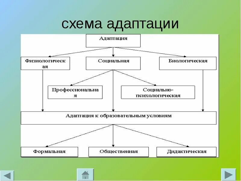 Компоненты социальной адаптации. Схема процесса адаптации. схемы социально-психологическая адаптация. адаптация человека схема биология. схем различные виды адаптации.