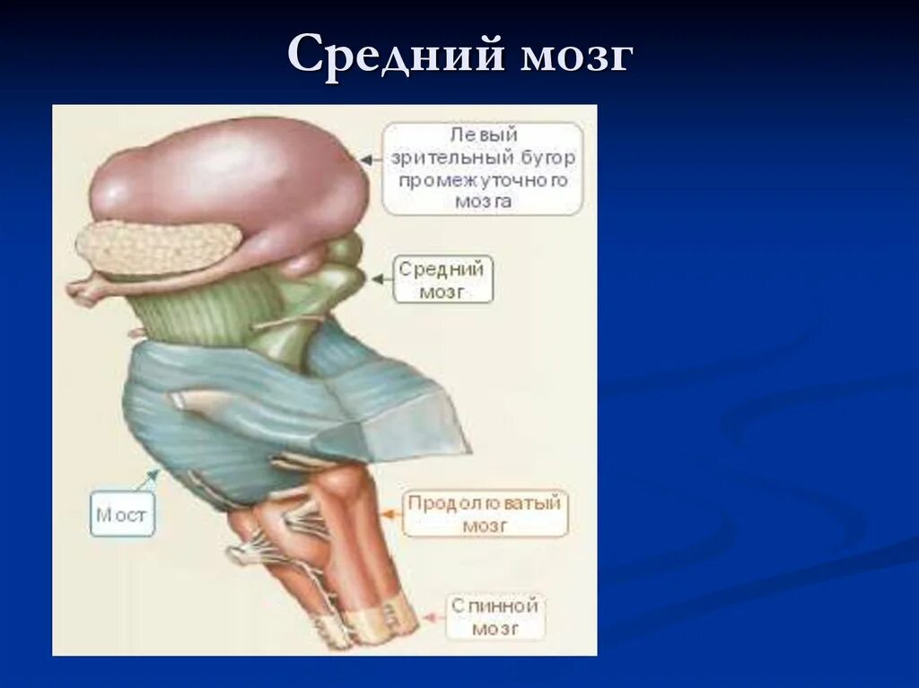 Средний мозг включает в себя