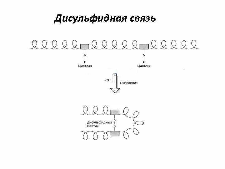 Образование дисульфидной связи. Дисульфидные мостики цистеин. Дисульфидные связи цистеин. Образование дисульфидной связи в белках. Образование дисульфидных связей в белке.