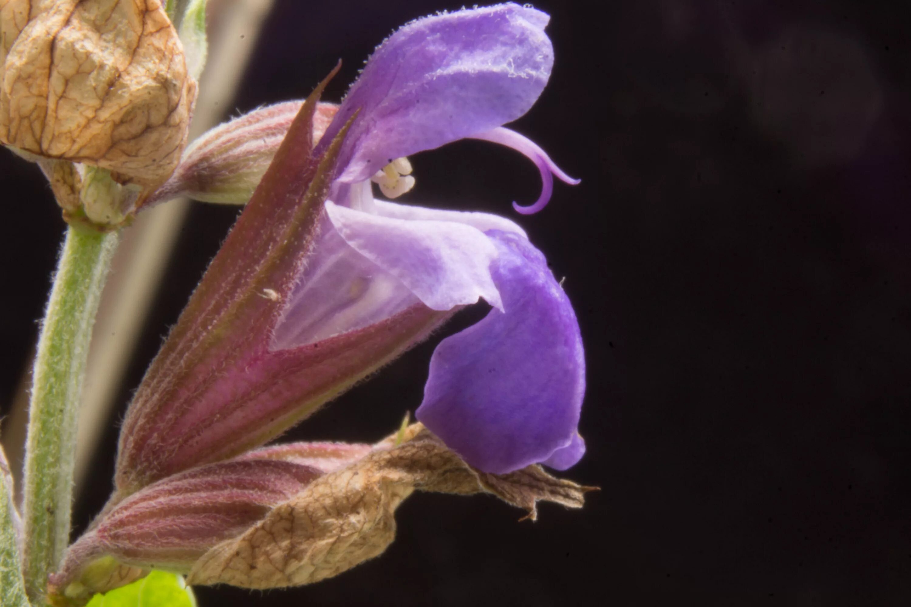 Шалфей лекарственный (salvia officinalis). Цветок шалфей лекарственный. Шалфей пржевальского. Шалфей оффициналис. Шалфей прутьевидный луговой.