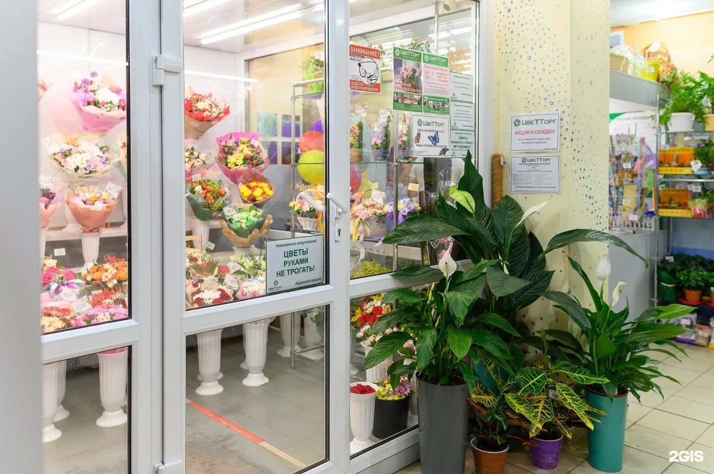 липецк проспект победы 21 цветторг. комнатные цветы продаются. цветочная лавка тольятти. цветторг витрина. цветы в магазине.