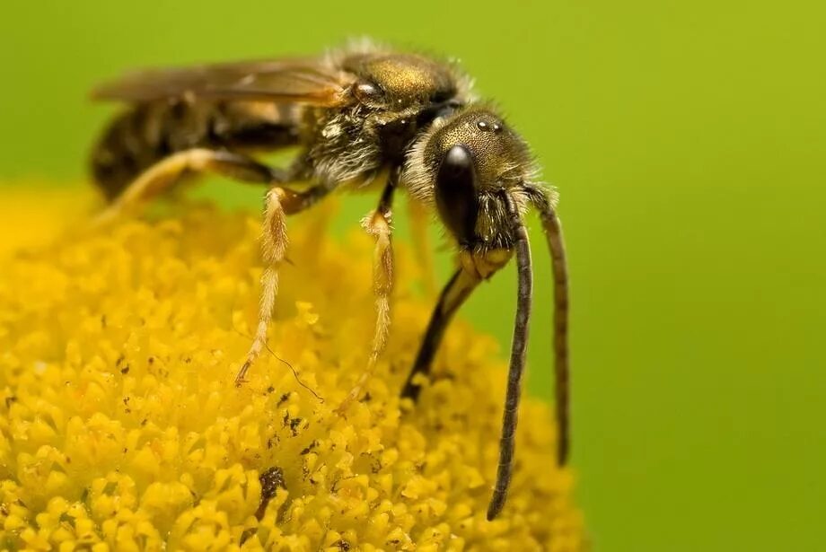Пчела питается нектаром. Пчела. Пчела собирает нектар. Хоботок пчелы. Пчелята собирают нектар.
