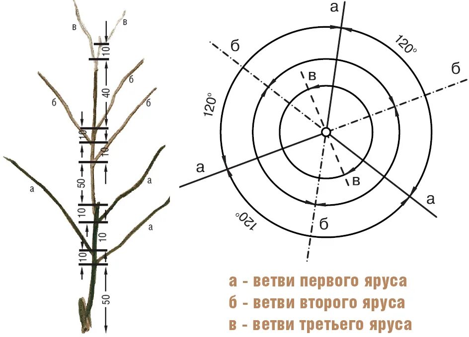 Формирование яблони разреженно ярусная крона. Схема формирования разреженно-ярусной кроны яблони. Формирование кроны яблони схема. Формирование кроны и обрезка плодовых деревьев. Развитие яблони