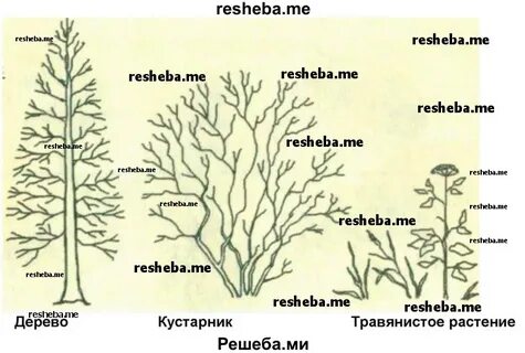 Схема деревья и кустарники
