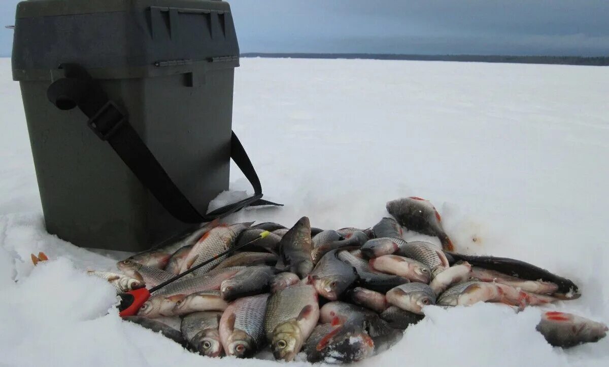 Ловля на рыбинском. Рыбинское водохранилище рыбалка. Улов на Рыбинском водохранилище. Зимняя рыбалка на Рыбинском водохранилище 2020. Рыбинское водохранилище зимняя рыбалка.