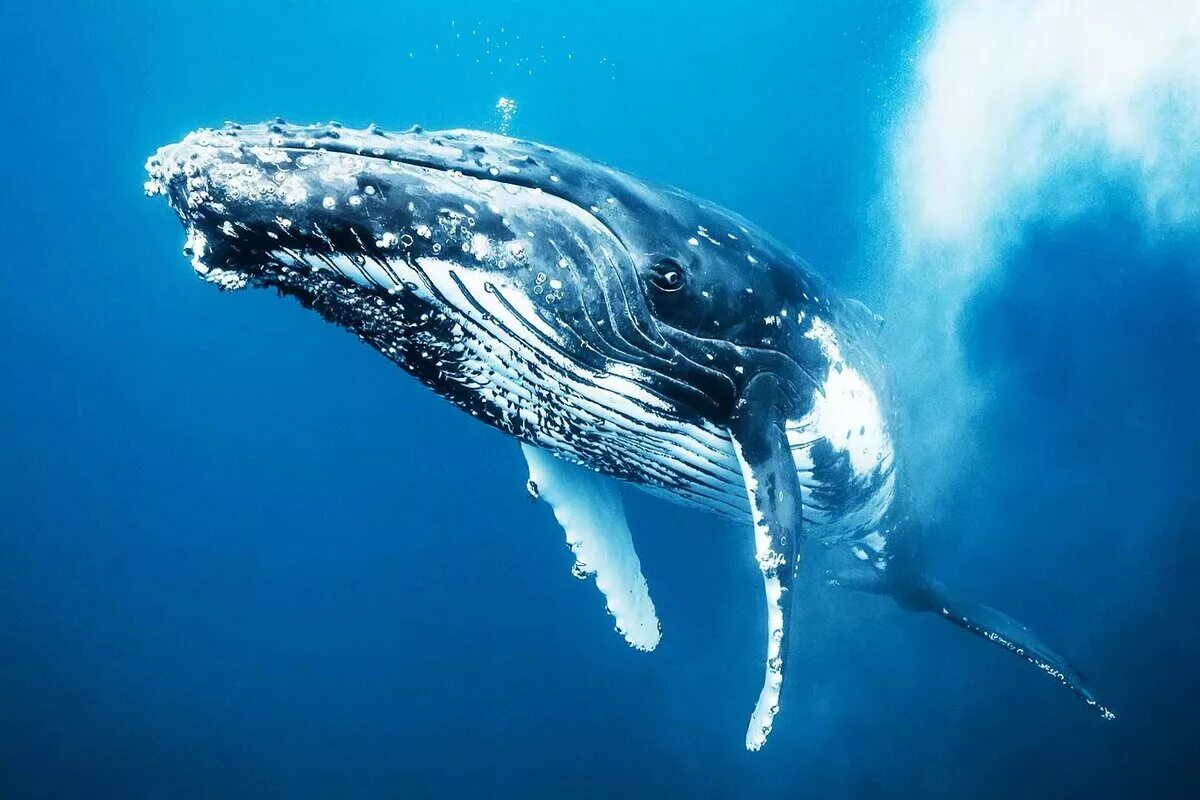 Жизнь синих китов. Кит Горбач. Горбатый кит тихий океан. Кит-Горбач, или горбатый кит. Китообразные горбатый кит.