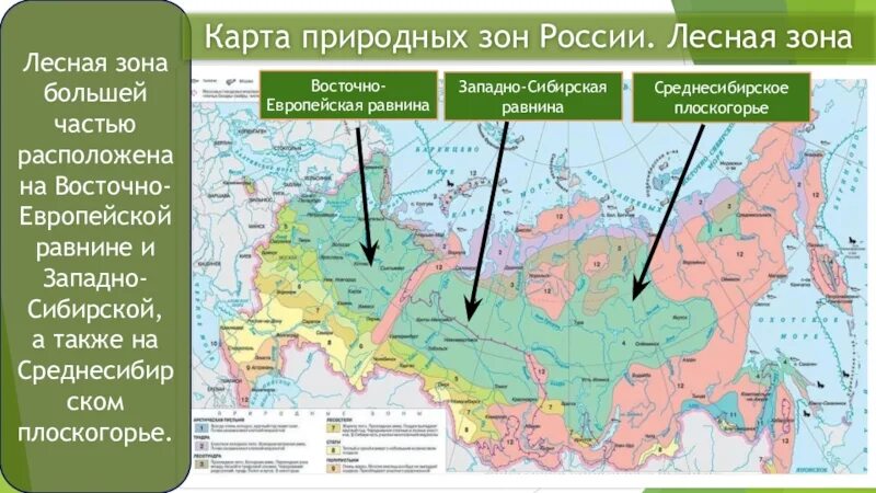 Природные зоны восточной равнины. Природные зоны Западно сибирской равнины карта. Физическая карта России с природными зонами для 4 класса. Природные зоны Восточно европейской равнины на карте. Физическая карта природных зон.