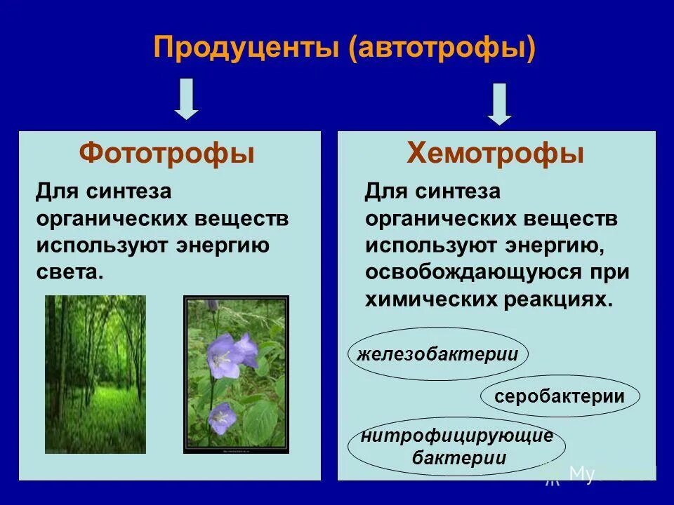 Автотрофы подразделяются на. Какую энергию используют автотрофы. Организмы автотрофы. Фотоавтотрофы и хемоавтотрофы. Автотрофные бактерии фототрофы хемотрофы.