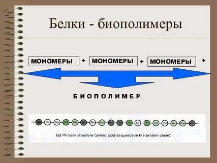 Регулярные и нерегулярные биополимеры примеры