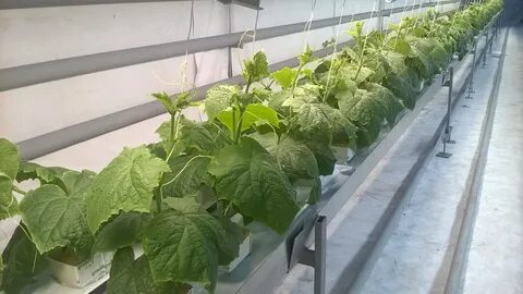Когда тепличный будет продавать рассаду