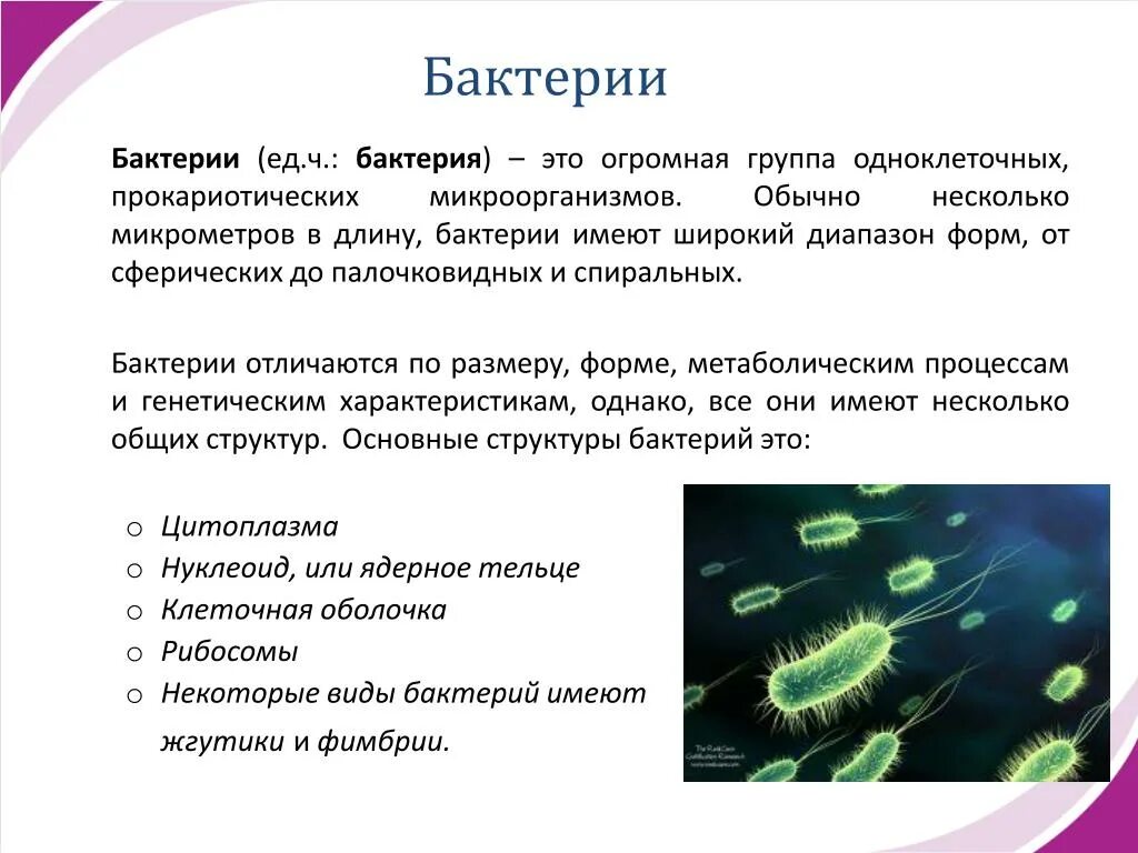 6 примеров бактерий. Представители бактерий. Бактерии их представители. Назовите представителей бактерий.